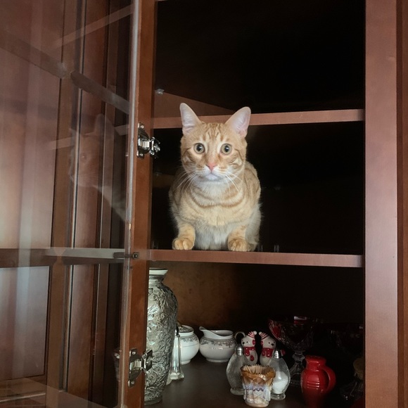 My Handsome Boy 🐈 Tobie 💙 - Picture 5 of 5